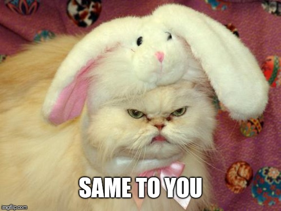 easter cat | SAME TO YOU | image tagged in easter cat | made w/ Imgflip meme maker