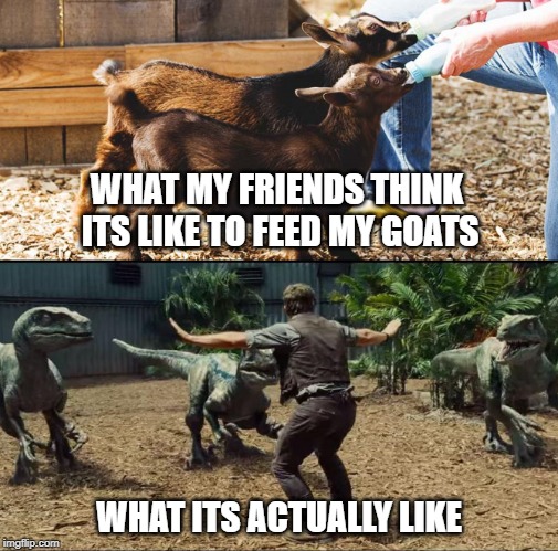 Goat Feeding | WHAT MY FRIENDS THINK ITS LIKE TO FEED MY GOATS; WHAT ITS ACTUALLY LIKE | image tagged in goat feeding | made w/ Imgflip meme maker