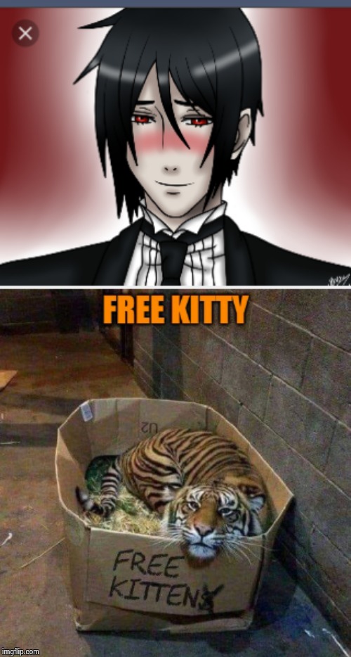 free kitties | image tagged in blushing sebastian,black butler | made w/ Imgflip meme maker