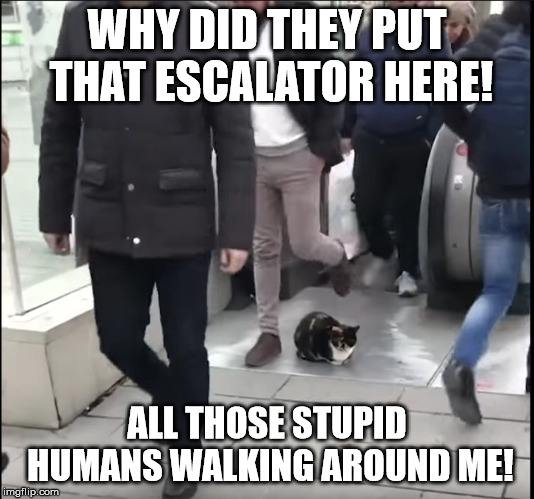 Cat in the way | WHY DID THEY PUT THAT ESCALATOR HERE! ALL THOSE STUPID HUMANS WALKING AROUND ME! | image tagged in cat in the way | made w/ Imgflip meme maker