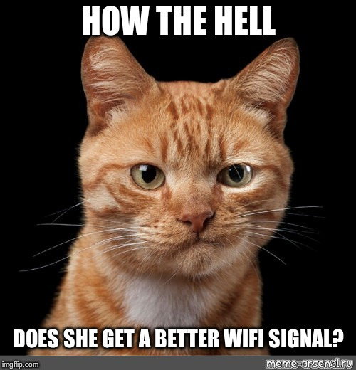 Wifi WTF | HOW THE HELL; DOES SHE GET A BETTER WIFI SIGNAL? | image tagged in smirking cat2,wifi,wtf,how in the hell,funny meme | made w/ Imgflip meme maker