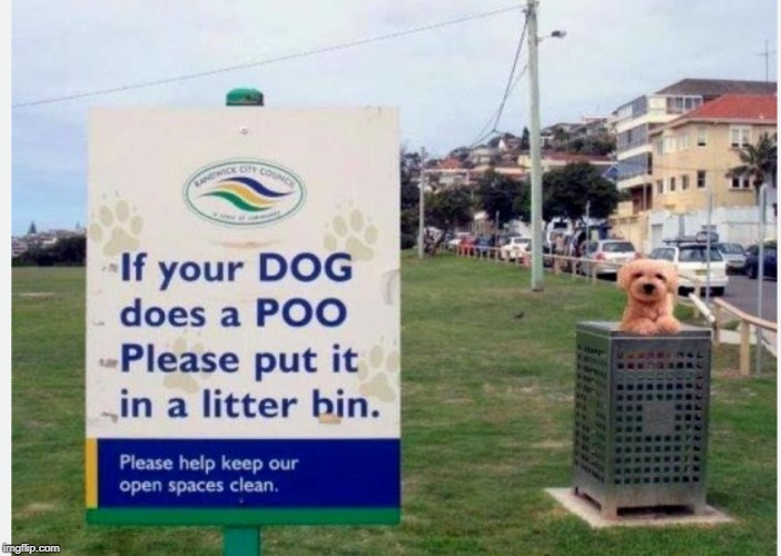 BAD DOG | image tagged in dog | made w/ Imgflip meme maker