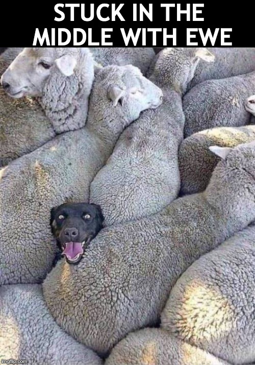 What The Flock? | STUCK IN THE MIDDLE WITH EWE | image tagged in dogs,sheep,stuck | made w/ Imgflip meme maker