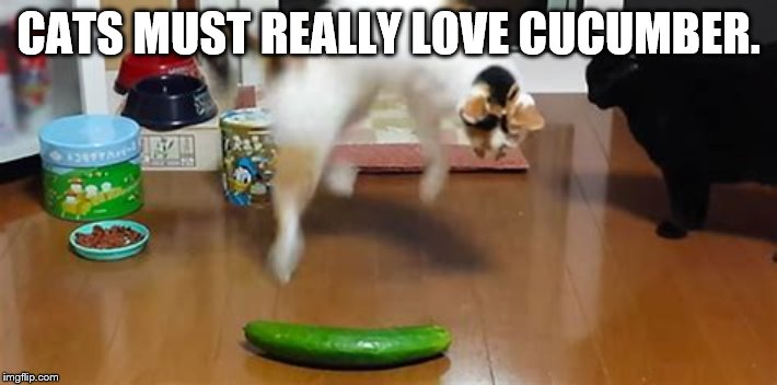 Cat Vs Cucumber | CATS MUST REALLY LOVE CUCUMBER. | image tagged in cats,cucumber | made w/ Imgflip meme maker