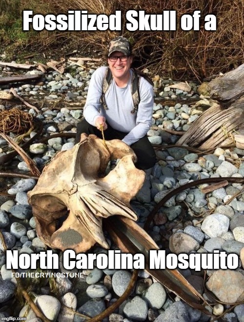 North Carolina Mosquito | Fossilized Skull of a; North Carolina Mosquito | image tagged in mosquito | made w/ Imgflip meme maker