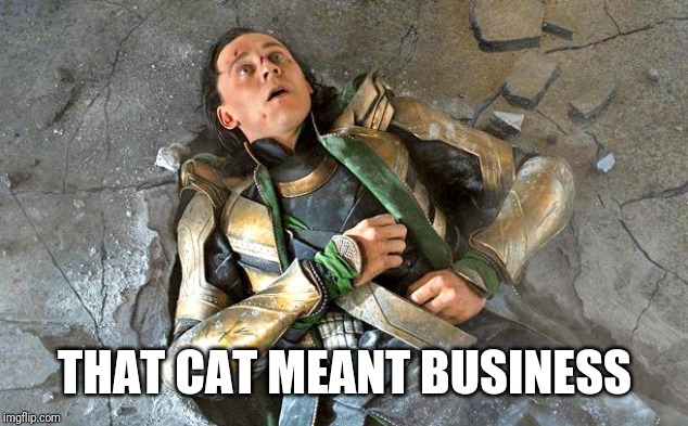 Loki Pummled | THAT CAT MEANT BUSINESS | image tagged in loki pummled | made w/ Imgflip meme maker