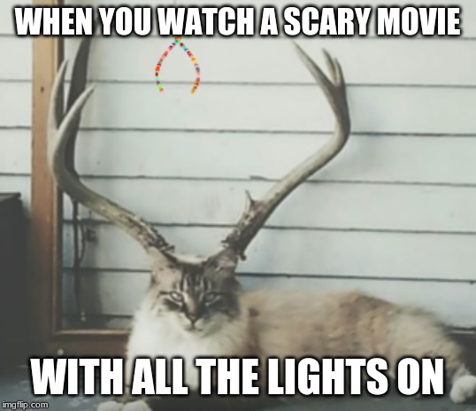 new template | WHEN YOU WATCH A SCARY MOVIE; WITH ALL THE LIGHTS ON | image tagged in cats | made w/ Imgflip meme maker