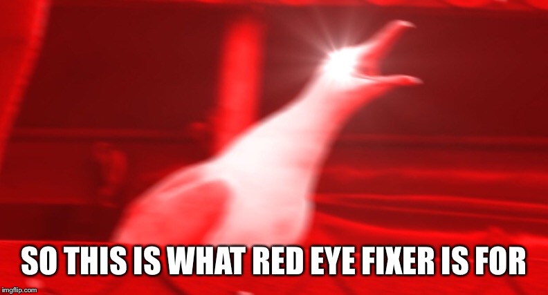 SO THIS IS WHAT RED EYE FIXER IS FOR | image tagged in seagulls,eyes,photography,photos,fix,red | made w/ Imgflip meme maker