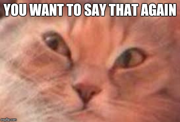 Triggered Cat | YOU WANT TO SAY THAT AGAIN | image tagged in triggered cat | made w/ Imgflip meme maker