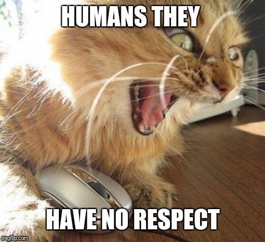 angry cat | HUMANS THEY HAVE NO RESPECT | image tagged in angry cat | made w/ Imgflip meme maker