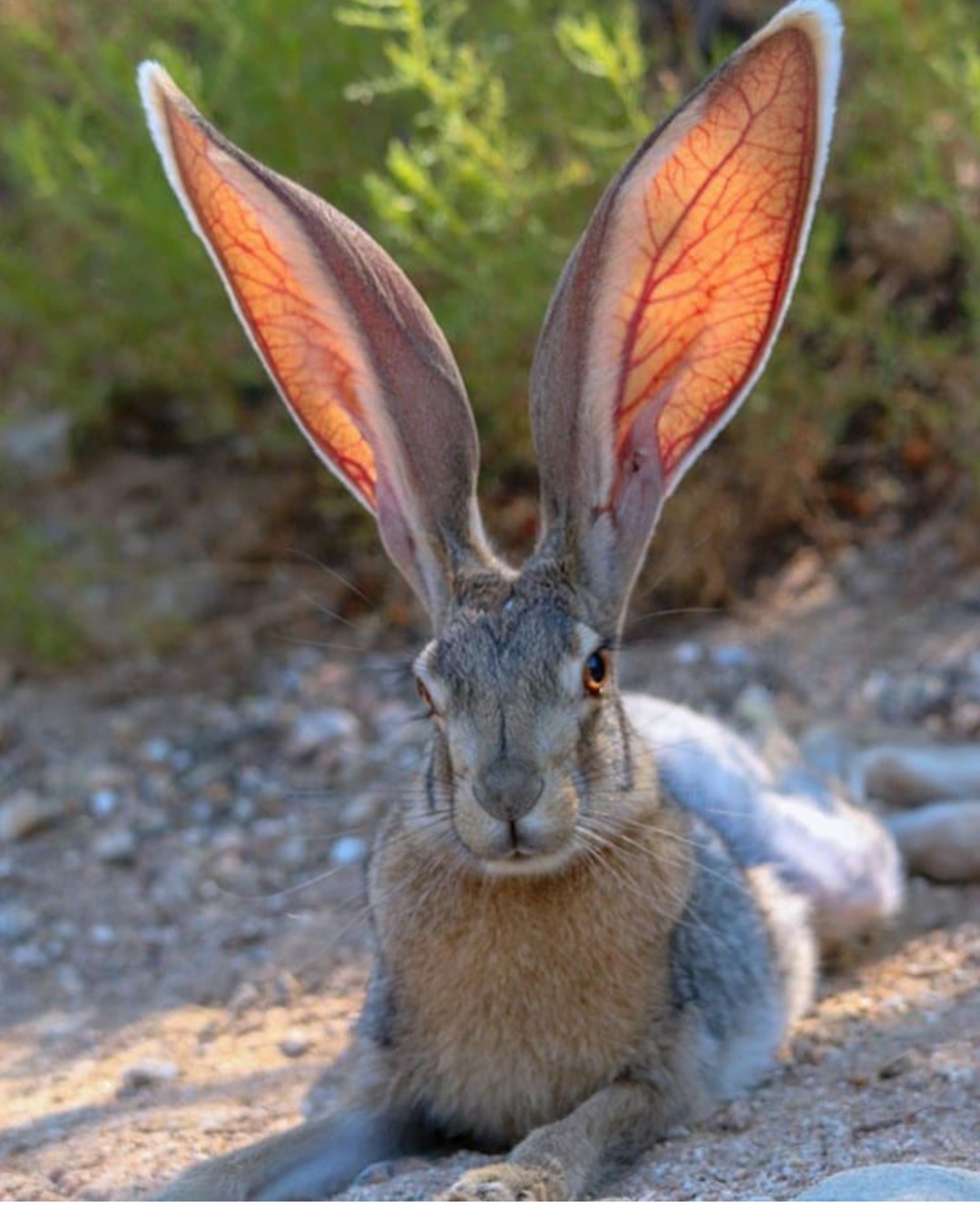 High Quality Bunny big ears Blank Meme Template