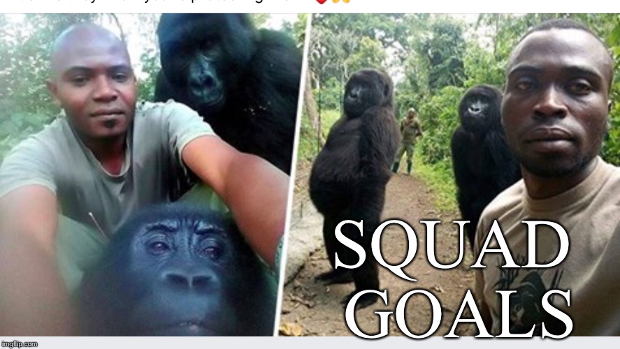 Saving Gorillas | SQUAD GOALS | image tagged in gorilla,squad goals | made w/ Imgflip meme maker