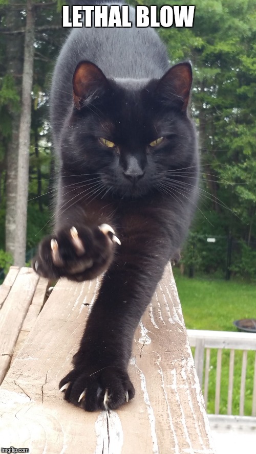 black cat claws pissed | LETHAL BLOW | image tagged in black cat claws pissed | made w/ Imgflip meme maker