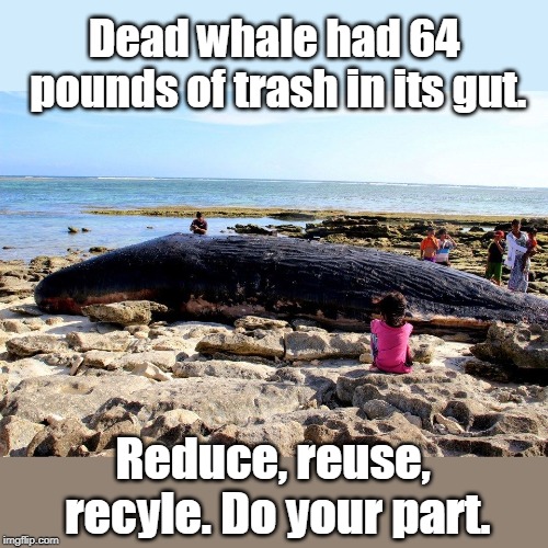 Pollution kills wildlife. | Dead whale had 64 pounds of trash in its gut. Reduce, reuse, recyle. Do your part. | image tagged in whale,beached whale,whale died from starvation,whale ate trash mistaken for food,please do your part,happy earth day | made w/ Imgflip meme maker