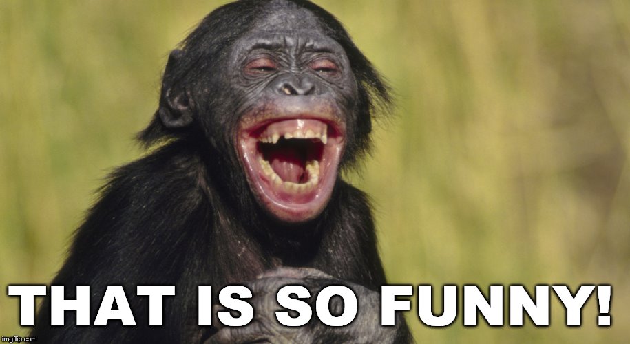 laughing monkey,memes | THAT IS SO FUNNY! | image tagged in laughing monkey memes | made w/ Imgflip meme maker