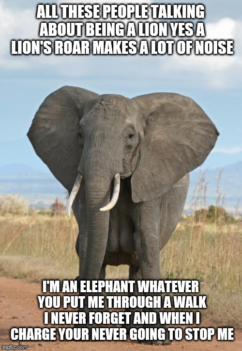Elephant  | ALL THESE PEOPLE TALKING ABOUT BEING A LION YES A LION'S ROAR MAKES A LOT OF NOISE; I'M AN ELEPHANT WHATEVER YOU PUT ME THROUGH A WALK I NEVER FORGET AND WHEN I CHARGE YOUR NEVER GOING TO STOP ME | image tagged in elephant | made w/ Imgflip meme maker