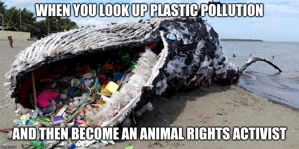 WHEN YOU LOOK UP PLASTIC POLLUTION; AND THEN BECOME AN ANIMAL RIGHTS ACTIVIST | image tagged in whale | made w/ Imgflip meme maker