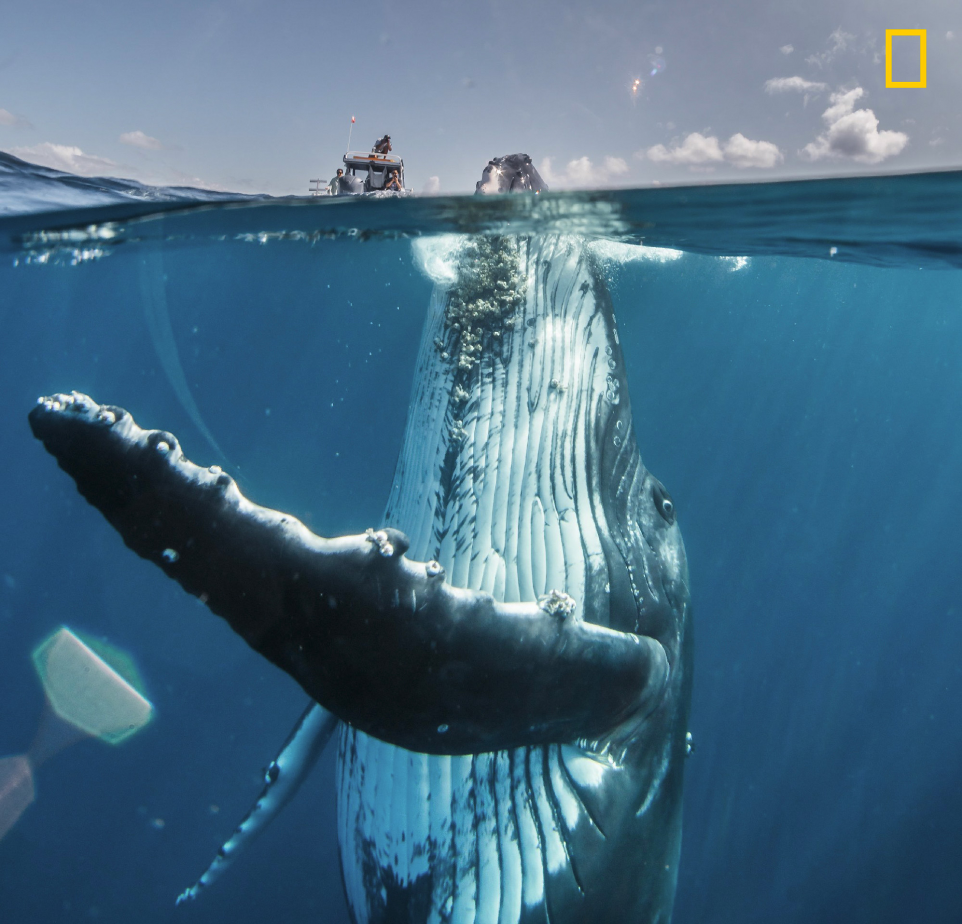 Humpback Whale Blank Meme Template