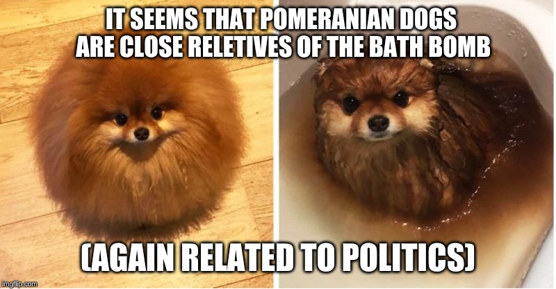 Pomeranians melt in water | IT SEEMS THAT POMERANIAN DOGS ARE CLOSE RELETIVES OF THE BATH BOMB; (AGAIN RELATED TO POLITICS) | image tagged in dog | made w/ Imgflip meme maker