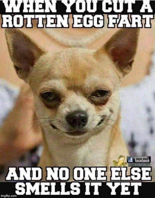 That moment | image tagged in farts,dogs,funny | made w/ Imgflip meme maker