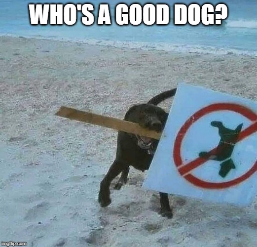 GOOD DOG | WHO'S A GOOD DOG? | image tagged in dog,beach,sign | made w/ Imgflip meme maker