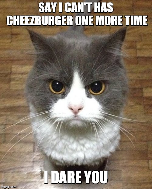 Top 10 Cute Cat and Kitten GIFs - I Can Has Cheezburger?