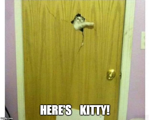HERE KITTY KITTY! | HERE'S    KITTY! | image tagged in cats,cat,heres johnny | made w/ Imgflip meme maker