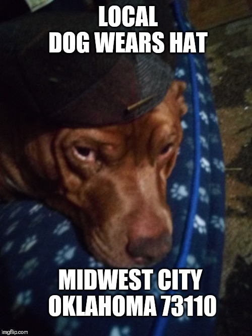 ' local dog wears hat Midwest City Oklahoma 73110 | LOCAL DOG WEARS HAT; MIDWEST CITY OKLAHOMA 73110 | image tagged in dog | made w/ Imgflip meme maker