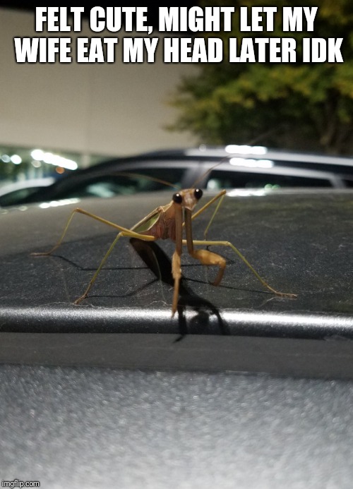 Felt cute, mantis | FELT CUTE, MIGHT LET MY WIFE EAT MY HEAD LATER IDK | image tagged in cute,praying mantis,mantis,funny,funny memes | made w/ Imgflip meme maker