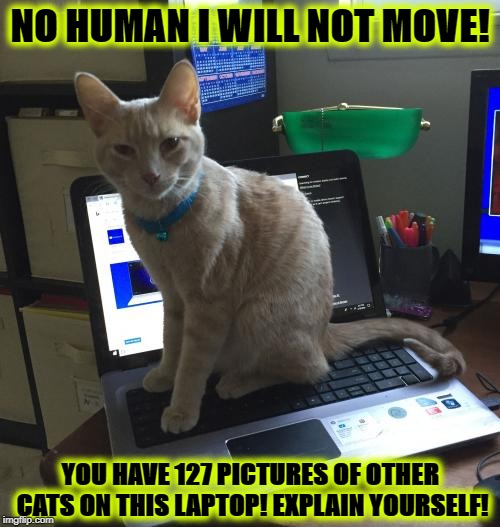  NO HUMAN I WILL NOT MOVE! YOU HAVE 127 PICTURES OF OTHER CATS ON THIS LAPTOP! EXPLAIN YOURSELF! | image tagged in typical jerk cat | made w/ Imgflip meme maker