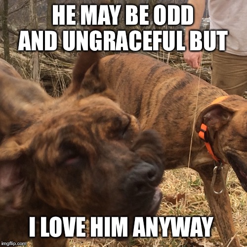 HE MAY BE ODD AND UNGRACEFUL BUT; I LOVE HIM ANYWAY | made w/ Imgflip meme maker