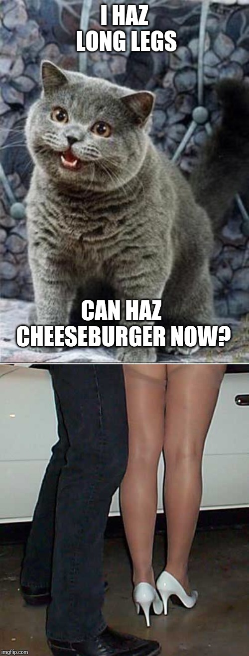 I HAZ LONG LEGS CAN HAZ CHEESEBURGER NOW? | image tagged in i can has cheezburger cat,high heels long legs | made w/ Imgflip meme maker