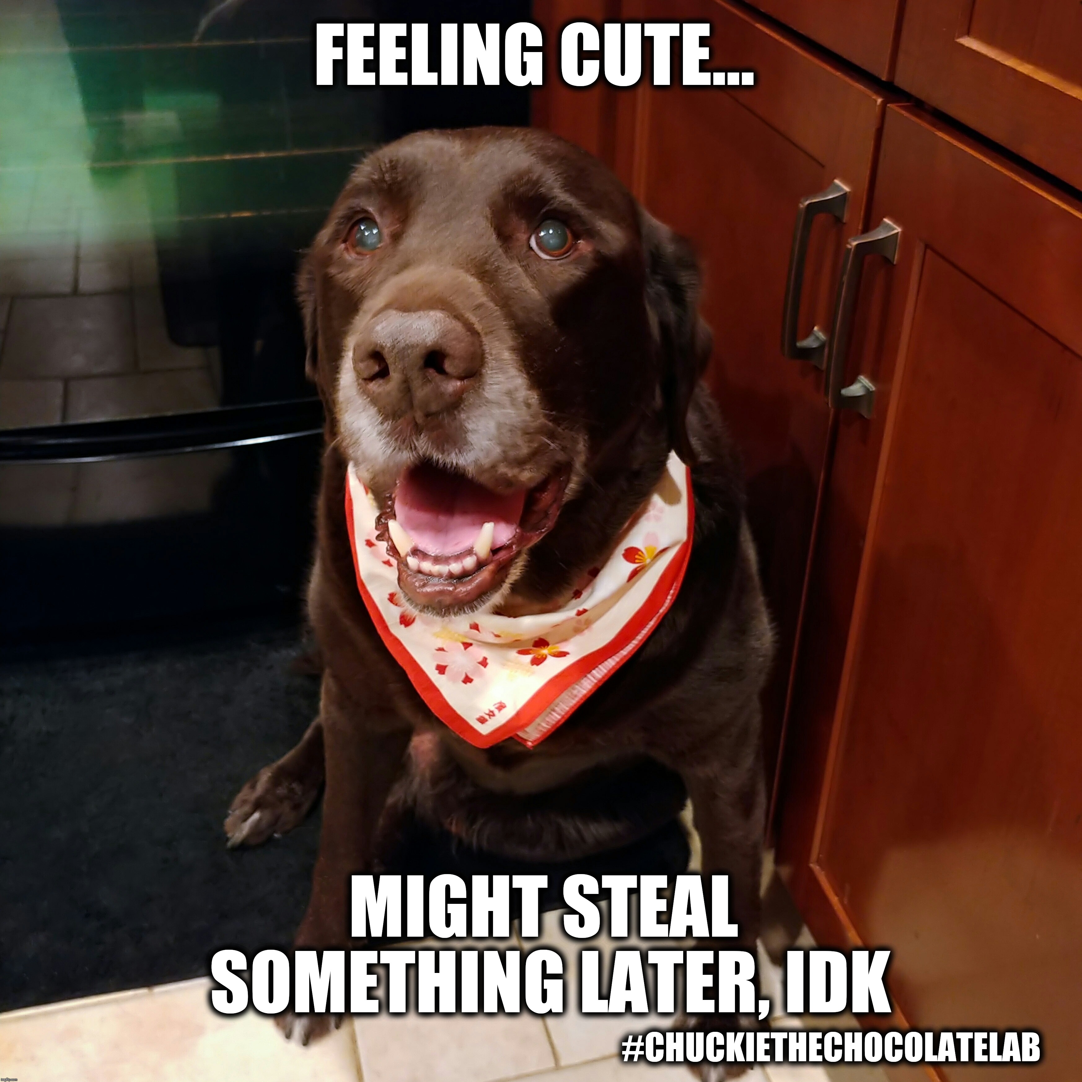 Feeling cute dog | FEELING CUTE... MIGHT STEAL SOMETHING LATER, IDK; #CHUCKIETHECHOCOLATELAB | image tagged in feeling cute,chuckie the chocolate lab,dogs,memes,funny,labrador | made w/ Imgflip meme maker