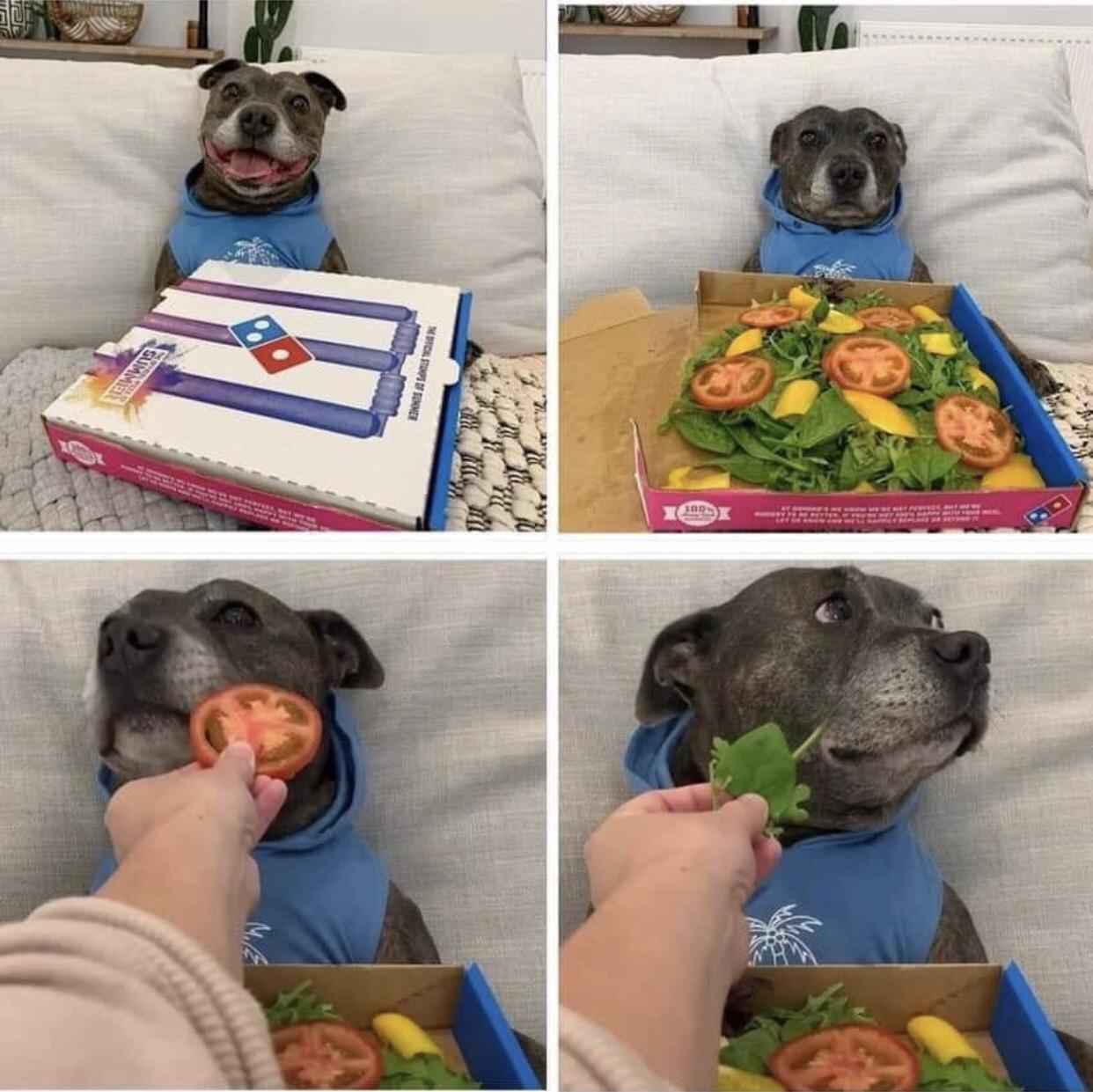 Pizza dog, not pizza Blank Meme Template