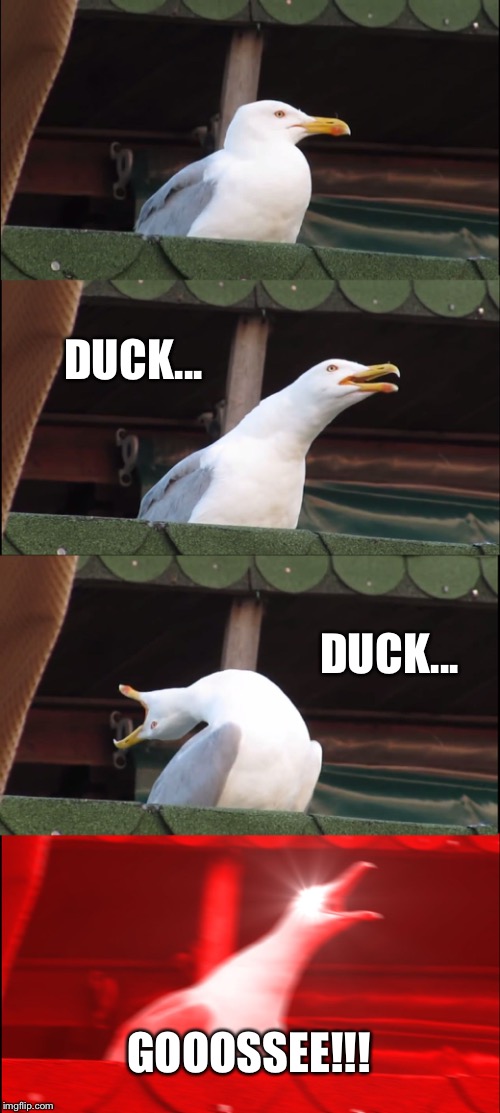 Playing an old game | DUCK... DUCK... GOOOSSEE!!! | image tagged in memes,inhaling seagull,games,duck | made w/ Imgflip meme maker