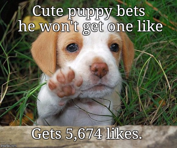 dog puppy bye | Cute puppy bets he won't get one like; Gets 5,674 likes. | image tagged in dog puppy bye,memes | made w/ Imgflip meme maker