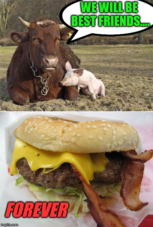 BFF | WE WILL BE BEST FRIENDS.... FOREVER | image tagged in frontpage,cow,pigs | made w/ Imgflip meme maker