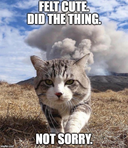 disaster cat | FELT CUTE. DID THE THING. NOT SORRY. | image tagged in disaster cat | made w/ Imgflip meme maker