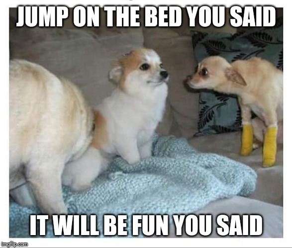 See? | JUMP ON THE BED YOU SAID; IT WILL BE FUN YOU SAID | image tagged in see | made w/ Imgflip meme maker