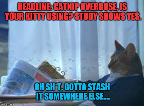 I Should Buy A Boat Cat | HEADLINE: CATNIP OVERDOSE, IS YOUR KITTY USING? STUDY SHOWS YES. OH SH*T, GOTTA STASH IT SOMEWHERE ELSE.... | image tagged in memes,i should buy a boat cat | made w/ Imgflip meme maker