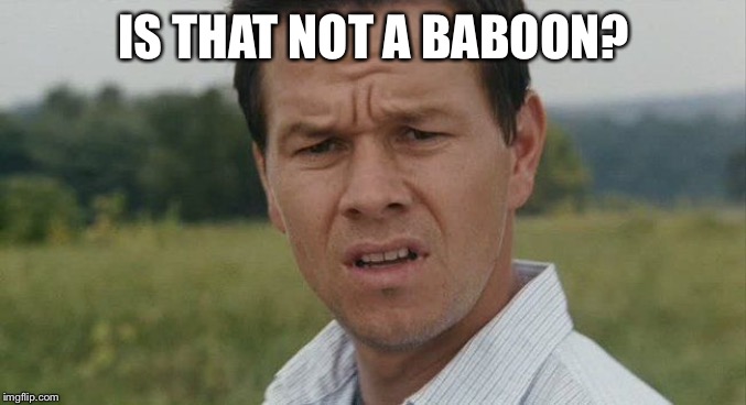 Mark Wahlburg confused | IS THAT NOT A BABOON? | image tagged in mark wahlburg confused | made w/ Imgflip meme maker