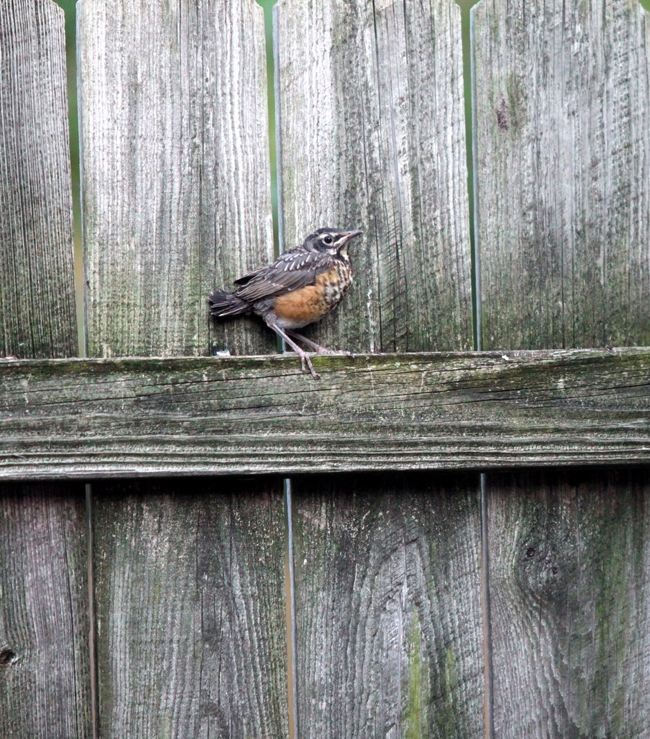 Injured bird Blank Meme Template