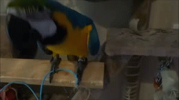 image tagged in gifs | made w/ Imgflip video-to-gif maker