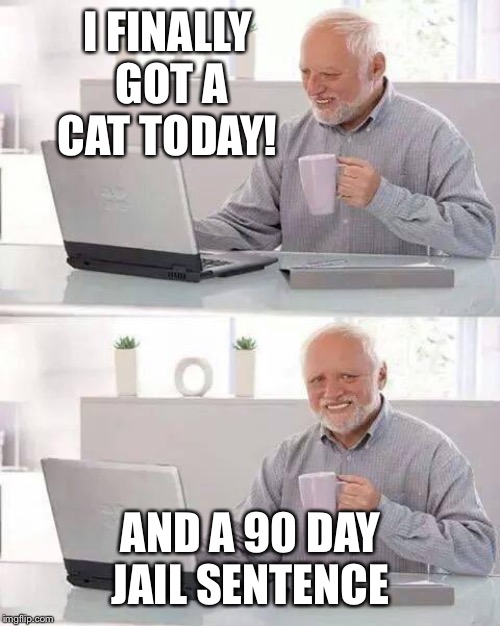 Hide the Pain Harold Meme | I FINALLY GOT A CAT TODAY! AND A 90 DAY JAIL SENTENCE | image tagged in memes,hide the pain harold | made w/ Imgflip meme maker