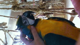 image tagged in gifs | made w/ Imgflip video-to-gif maker