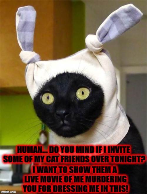 DO YOU MIND | HUMAN... DO YOU MIND IF I INVITE SOME OF MY CAT FRIENDS OVER TONIGHT? I WANT TO SHOW THEM A LIVE MOVIE OF ME MURDERING YOU FOR DRESSING ME IN THIS! | image tagged in do you mind | made w/ Imgflip meme maker