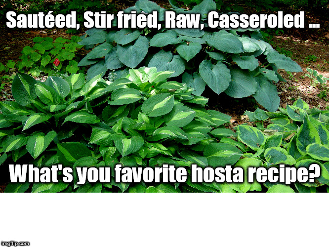 Sautéed, Stir fried, Raw, Casseroled ... What's you favorite hosta recipe? | image tagged in gardening,culinary,hosta,cooking,foraging | made w/ Imgflip meme maker