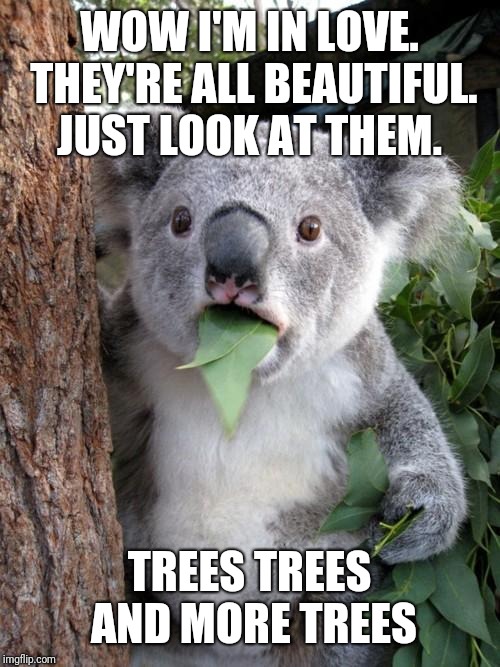 Surprised Koala Meme | WOW I'M IN LOVE. THEY'RE ALL BEAUTIFUL. JUST LOOK AT THEM. TREES TREES AND MORE TREES | image tagged in memes,surprised koala | made w/ Imgflip meme maker