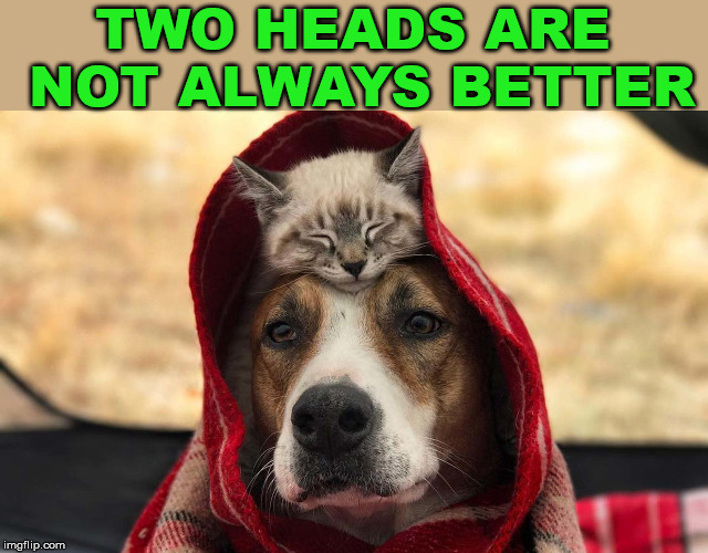 Dog lovers think the cat and vise versa | TWO HEADS ARE NOT ALWAYS BETTER | image tagged in dog vs cat,view | made w/ Imgflip meme maker