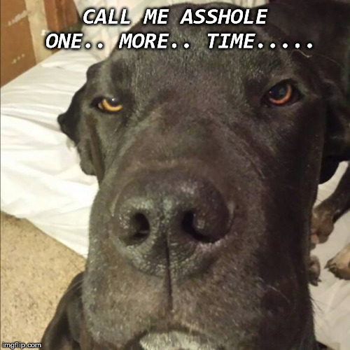 CALL ME ASSHOLE ONE.. MORE.. TIME..... | image tagged in asshole,dog,funny dog,mad dog | made w/ Imgflip meme maker